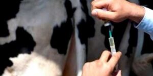 في إطار حماية الثروة الحيوانية بجيجل… تلقيح حوالي 28500 رأس من البقر