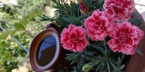 صباح القرنفل