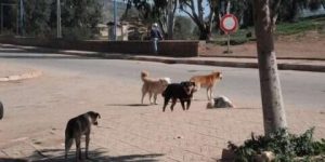 قسنطينة… البناءات الفوضوية والكلاب الضالة تهدد السكان