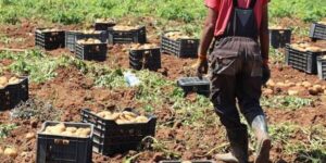 أخبار تبسة.. تحقيق إنتاج “قياسي” بـ 1,4 مليون قنطار من بطاطا آخر الموسم