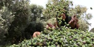 جيجل… الرهان على تطوير شعبة الزيتون ودخول عالم التصدير