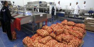 بومرداس … نحو تخزين ما لا يقل عن 30 ألف طن من البطاطا ما بعد الموسمية