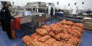 الوادي… تفعيل آلية “سيربالاك” لمعالجة الفائض في إنتاج البطاطا