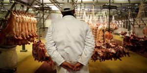 مستغانم: إنتاج ما يفوق 126 ألف قنطار من اللحوم الحمراء والبيضاء