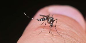 وزارة الصحة تؤكد أن بعوض النمر لا يشكل خطورة على الصحة