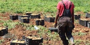 أكثر من 3 ملايين قنطار من الخضروات أُنتجت بالعاصمة