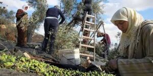 جني الزيتون بالجزائر.. تقاليد وتضامن اجتماعي