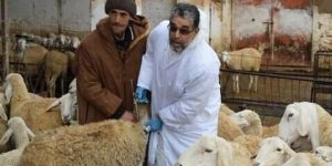 موالو الجلفة يتبرعون بزهاء 200 رأس من الأغنام لمواطني البليدة