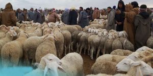 سعيدة.. تخصيص أزيـد من58  ألف هكتــار مـن المحيطات السهبية للموّالين