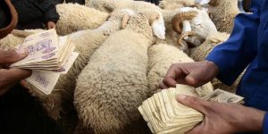 الجلفة.. حركية كبيرة في أسواق الماشية وارتفاع أسعار أضاحي العيد