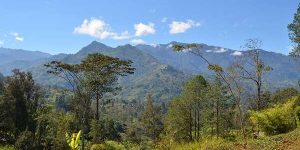 قريبا بميلة.. استلام مسالك غابية على أكثر من 40 كلم