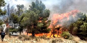 مديرية الغابات تستبعد فرضية الحرارة وترجح العامل البشري في حرائق خنشلة   