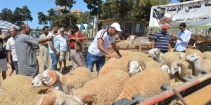 تتراوح أسعارها بين 32 ألف و60 ألف دينار.. الشركة الجزائرية للحوم الحمراء تشرع في بيع أضاحي العيد ابتداء من هذا الأحد