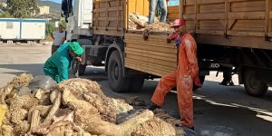 عقون .. نتطلع لجمع 2 مليون قطعة جلد من أضاحي العيد