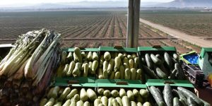 فلاحة.. عدة فروع تحقق نتائج إيجابية خلال الموسم 2022-2023