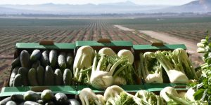 خلال الموسم الفلاحي الفارط.. المسيلة تحقق إنتاجا بـ  8.2 مليون قنطار من الخضروات