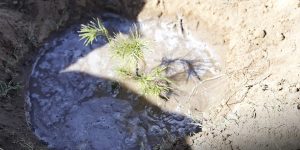 الطارف: تجديد تدريجي للمساحات الغابية المتلفة جراء الحرائق