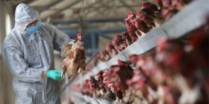 رصد أكثر من 20 مليون جرعة من اللقاح ضد إنفلونزا الطيور