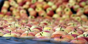 إنتاج مليون و355 ألف قنطار من التفاح خلال الموسم الجاري