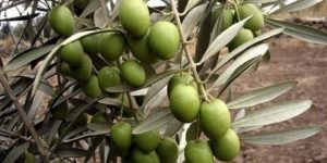 البليدة.. توقع انتاج نحو 45 ألف قنطارا من الزيتون