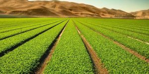 مساحات شاسعة من الأراضي الصحراوية ستوزع على المستثمرين