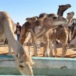 دعوة إلى تطوير الأبحاث العلمية في شعبة الإبل