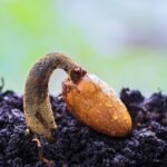 سنريهم آياتنا في الآفاق.. الإعجاز بين الماء والإنبات