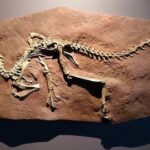 سنريهم آياتنا في الآفاق.. حديث القرآن عن المتحجرات