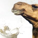 سنريهم آياتنا في الآفاق.. فوائد ألبان الإبل