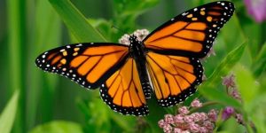 سنريهم آياتنا في الآفاق.. عالم الفراشات