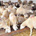 وزارة الفلاحة تحذر مربي الحيوانات من استعمال مادة القمح الصلب واللين