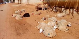 إحصاء أكثر من 100 ألف رأس من المواشي عبر بلديات بشار