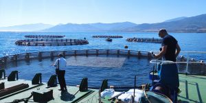 تسجيل 92 مشروعا منتجا في مجال تربية المائيات في البحر والمياه العذبة