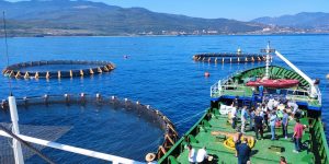 وهران.. استزراع 1.2 مليون من بلاعيط القاجوج الملكي 