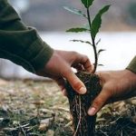 توزيع 24 ألف شجيرة لوز وفستق على الفلاحين قريبا بأم البواقي