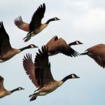   كيف ترزقون كالطير ؟