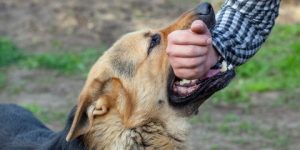 سنريهم آياتنا في الآفاق.. داء الكلب