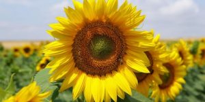 سنريهم آياتنا في الآفاق.. الإعجاز العلمي في توازن النبات