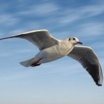 سنريهم آياتنا في الآفاق.. الإعجاز العلمي في طيران الطيور