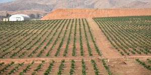 الديوان الوطني للأراضي الفلاحية يطلق منصة رقمية لتقديم طلبات الاستفادة من عقار فلاحي