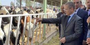 على خلفية ظهور مرض معدي.. الجزائر توقف استيراد العجول والأبقار من فرنسا