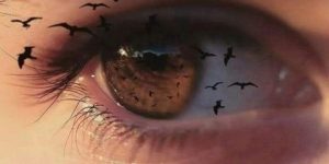 تسابيح النوارس