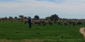 عمليات مختلفة لتنمية النشاط الرعوي بإليزي