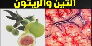 سنريهم آياتنا في الآفاق.. ماذا يحدث في جسمك إذا تناولت التين والزيتون ؟