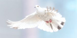 سنريهم آياتنا في الآفاق.. الحمام الزاجل