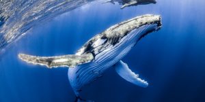 سنريهم آياتنا في الآفاق.. نوم الكائنات الحية