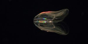 سنريهم آياتنا في الآفاق.. الأسماك المضيئة