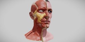 سنريهم آياتنا في الآفاق.. الإعجاز في وجه الإنسان