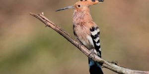 سنريهم آياتنا في الآفاق.. الإعجاز في قصة الهدد وقوم سبأ