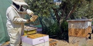 دعم المربين بأزيد من 4 آلاف خلية نحل  بالشلف 